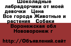Шоколадные лабрадорчики от моей девочки › Цена ­ 25 000 - Все города Животные и растения » Собаки   . Воронежская обл.,Нововоронеж г.
